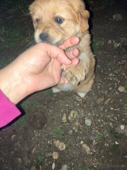 Darujem šteniatko - 3