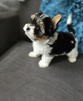 Biewer yorkshire terier - 3