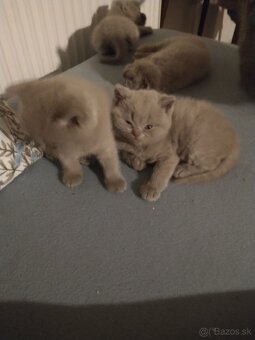 Britské mačiatka - 3