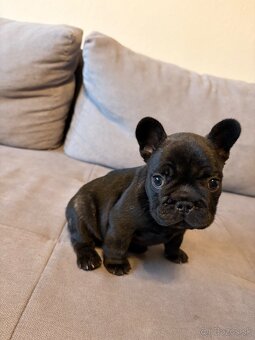 Francúzsky Buldoček Psík - 3
