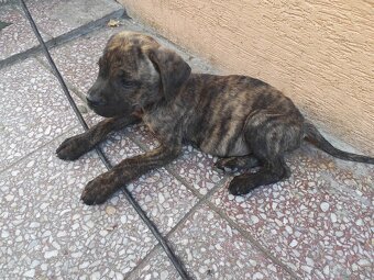Cane Corso Šteniatka - 3
