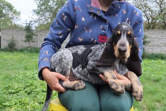 Velký gaskonský pes s PP FCI jako bracco italiano bloodhound - 3