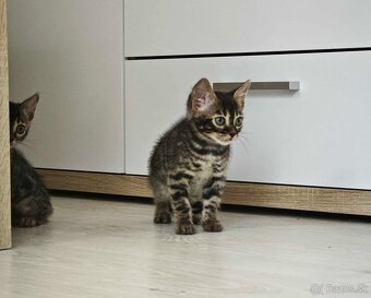 Bengálska mačka,kocur,mačiatko,Bengal - 3