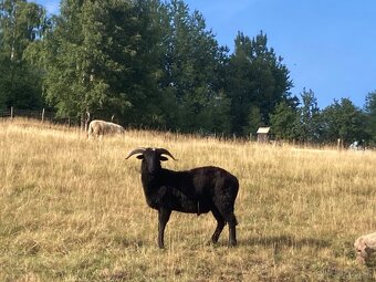 Barany pôvodná valaška - 3