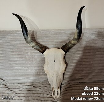 Trofeje, maďarský stepný - 3