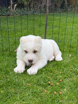 Stredoázijský ovčiak - 3