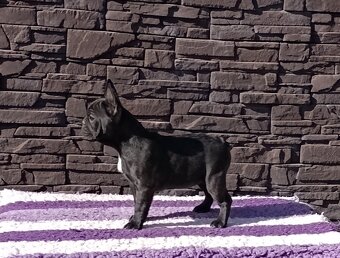 Francúzsky buldoček s PP/French bulldog - 3