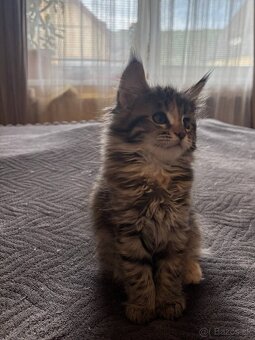 Maine coon mačiatka k odberu - 3