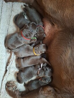 Prodám štěňátka Labradora s pp - 3