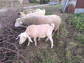 Anglonubijsky capko podielovy,predaj, pripustenie - 3