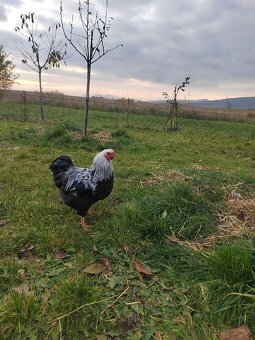 Kohút - wyandotka strieborná zdrobnelá - 3