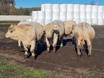 Plemenný býk Charolais - 3