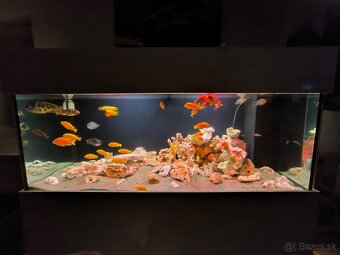 Akvárium 1000L cichlidy - 3