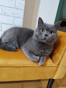 Britský kocúr na krytie - 3