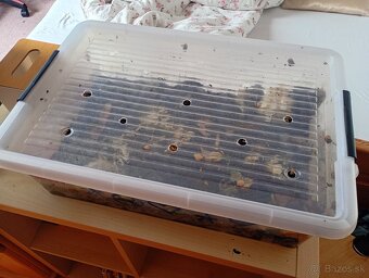 Africké slimaky - 3