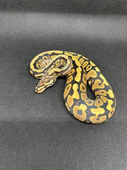 Python regius - 3