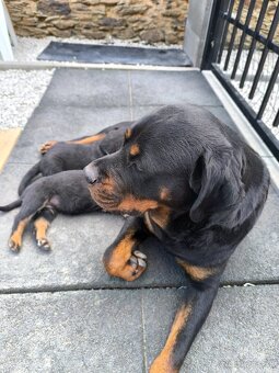 Šteniatka Rotvajler Fenky - 3