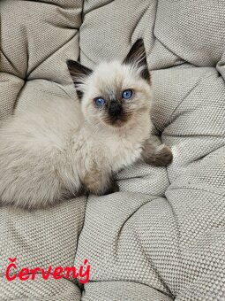 Ragdoll mačiatka - 3