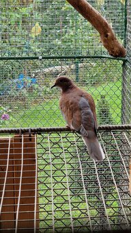 Hrdličky Senegálske - 3