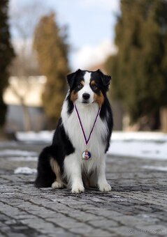 Austrálsky ovčiak - krytie, PP - 3