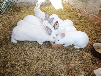 Králik domáci - 3