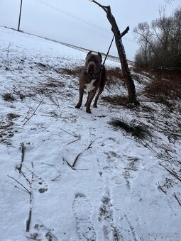 Dám na krytie Bandoga - 3