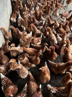 Vysokoznáškové nosnice / mládky - 3