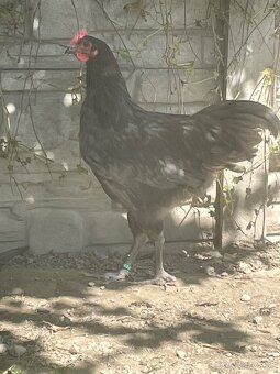 Australorp modrá - 3