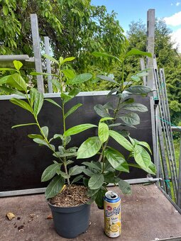 Vavrinovec Novita 80cm/6€ - dovoz - 3