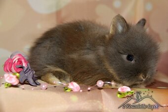 Zdrobnené Teddy,Minilop - 4.7. Žilina, Poprad, Prešov - 3