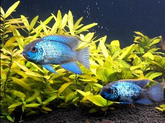 Akara modrá - electric blue (Andinoacara pulcher) - 3