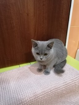 Britské mačiatka - 3