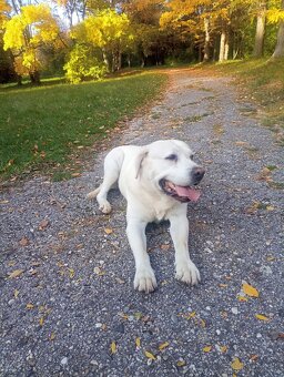 Labrador- krytie - 3