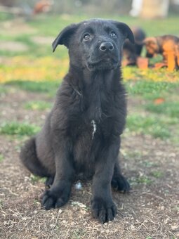 Šteniatka nemecký ovčiak s PP - 3