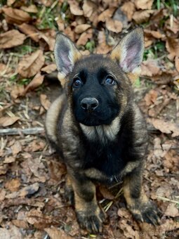 Vlkosedy psik a čierna fenka nemecky ovciak s pp - 3