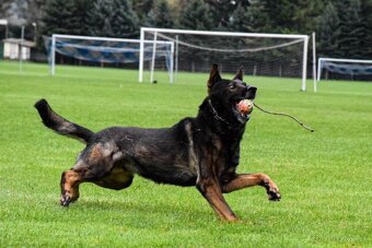 Nemecký ovčiak s PP - 3