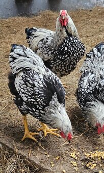 Wyandotky - 3