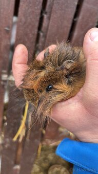 Morské prasiatka - 3