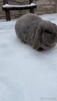 Zákrslý králik minilop❤️ - 3