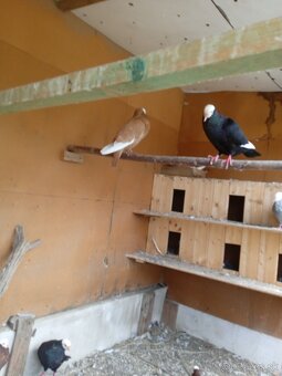 Slovenský hrvoliak - 3