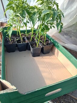 Planty priesady - 3