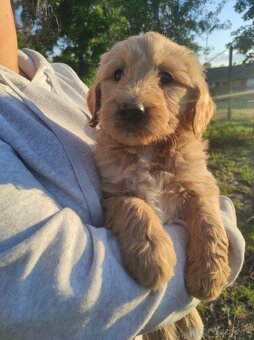 Goldendoodle - 3