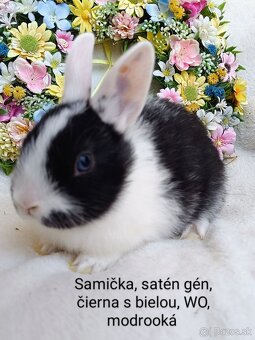 Zakrslé ( zdrobnené) kraliky s VP, mláďatká satén gén - 3