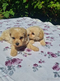 Maltipoo - 3