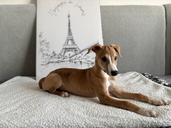 Šteniatko Vipet/Whippet s preukazom pôvodu - 3