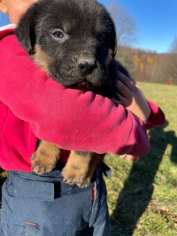 Šteniatka po super rodičoch ❤️ - 3