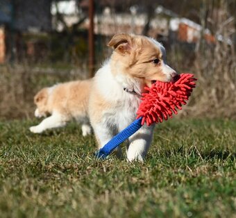 Border Collie / Border Kólia s PP - 3