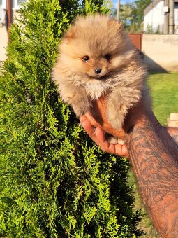 Oranžový špic -Pomeranian - 3