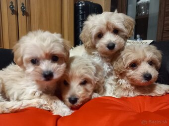 Maltipoo šteniatka. - 3