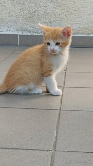 Darujem mačiatko, mačiatká :) - 3